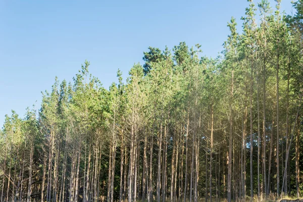 Yaz orman manzara ve yaz orman arka plan