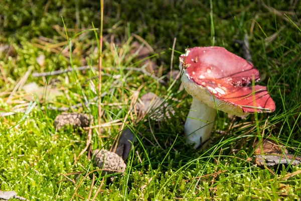 Russula kırmızı mantar için grafik tasarımcı için arka plan