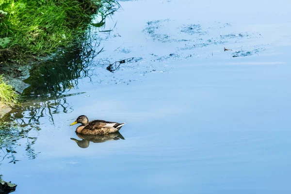 Divoké kachny plavání na modré a čisté řeky. — Stock fotografie