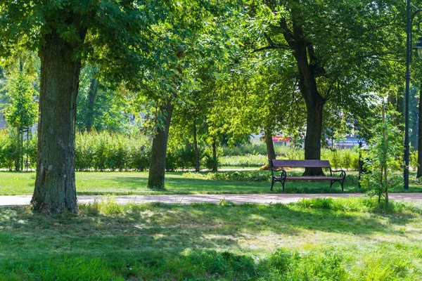 Alberi verdi in un parco pubblico in estate — Foto Stock