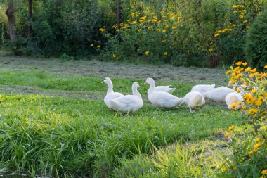 Beyaz ördekler, kazlar shore, Gölü, su