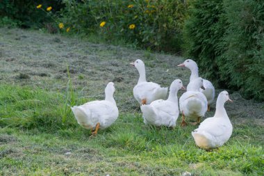 Bir grup beyaz ördek stand gölün kıyısında