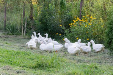 Bir grup beyaz ördek stand gölün kıyısında