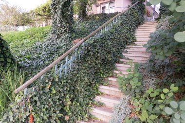 Arka plan için güzel sarmaşık kaplı adımları