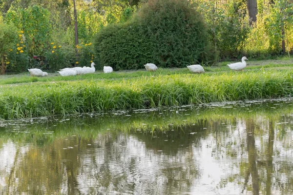 Bílé kachny, husy na břehu, jezero, voda — Stock fotografie