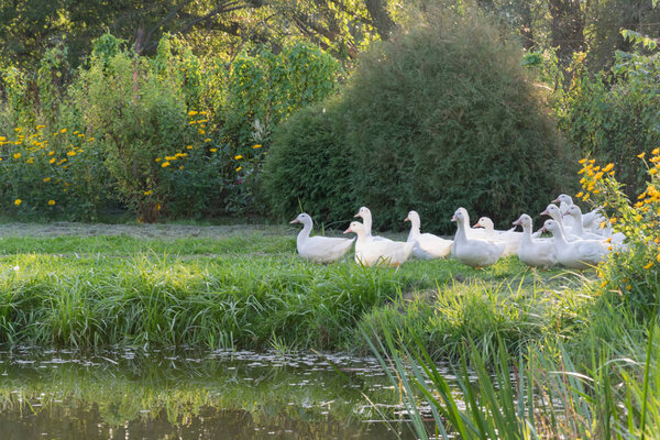 Белые утки, гуси на берегу, озеро, вода

