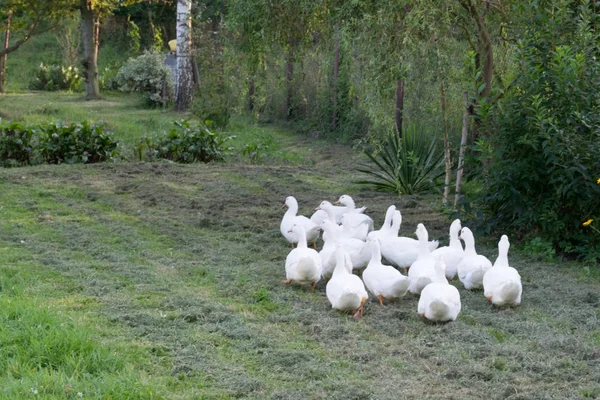 Skupina bílých kachen stojí na břehu rybníka — Stock fotografie