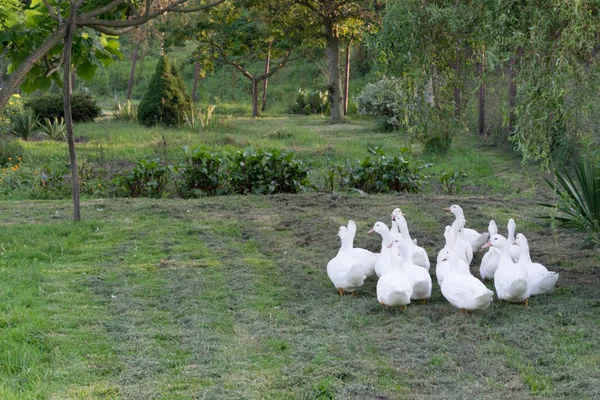 Bir grup beyaz ördek stand gölün kıyısında