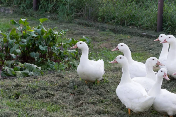 Fehér kacsa csoportja állni a parton a tó — Stock Fotó