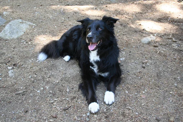 Border Collie feküdni a tengerparton — Stock Fotó