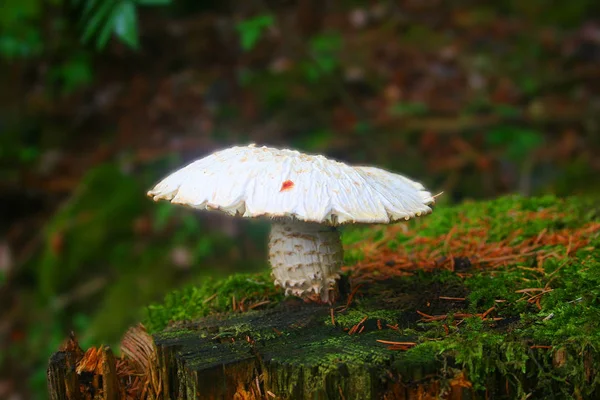 White mushroom in a german forest — Stock Photo, Image