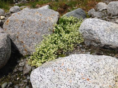 Büyük kayaların arasına küçük beyaz çiçekleri