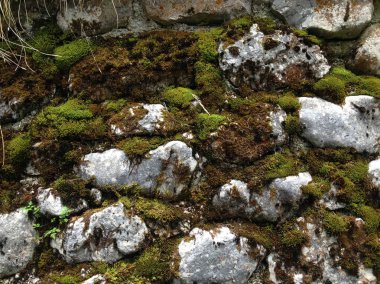 Yeşil yosun dağlarda gri buzlu