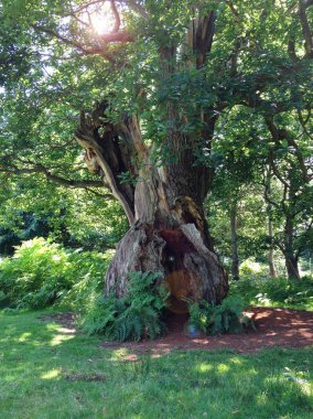 Eski meşe ağacının