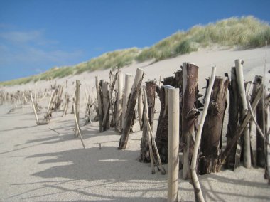 Sahilde dalgaların karaya attığı odun