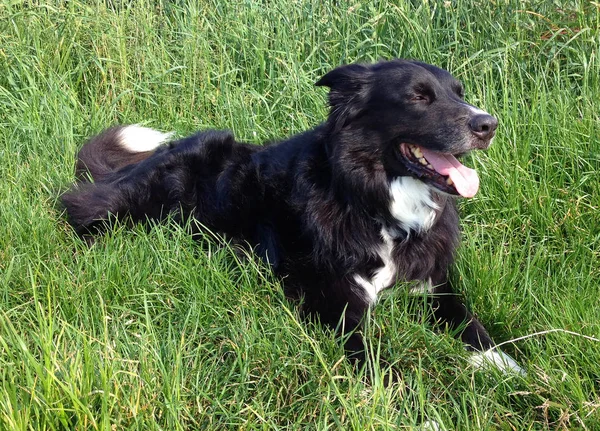 Nero Border Collie — Foto Stock