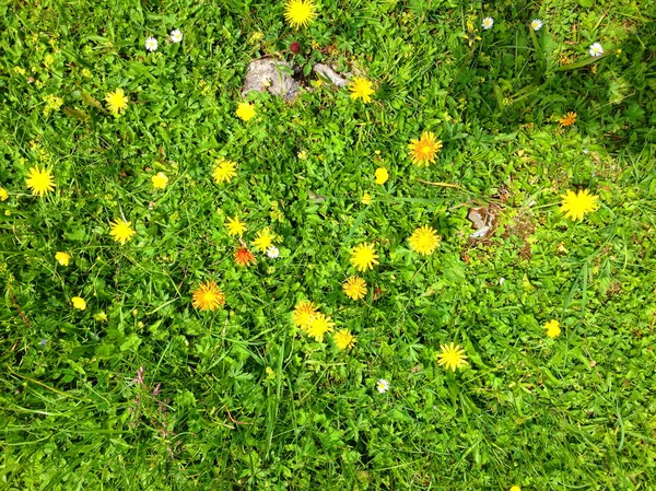 Gula blommor på en grön äng — Stockfoto