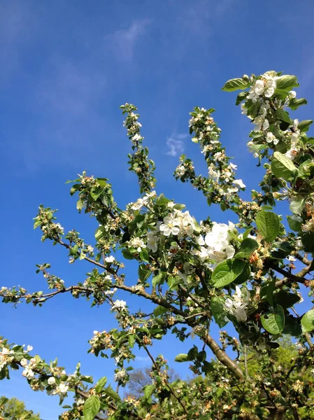 Ramas con flores de manzana en primavera — Foto de Stock