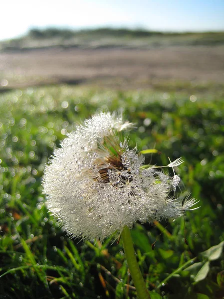 Dandellion çiçek yeşil çayır üzerinde — Stok fotoğraf