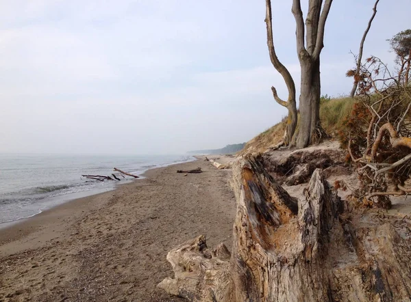 Stary driftwood na plaży — Zdjęcie stockowe