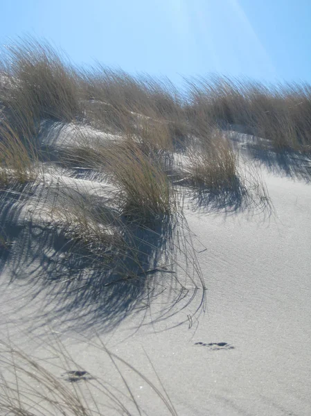 Gress og sanddyner – stockfoto