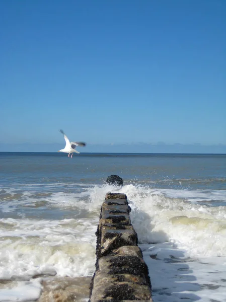 Seagull and Groyne at the north sea — Stock Photo, Image