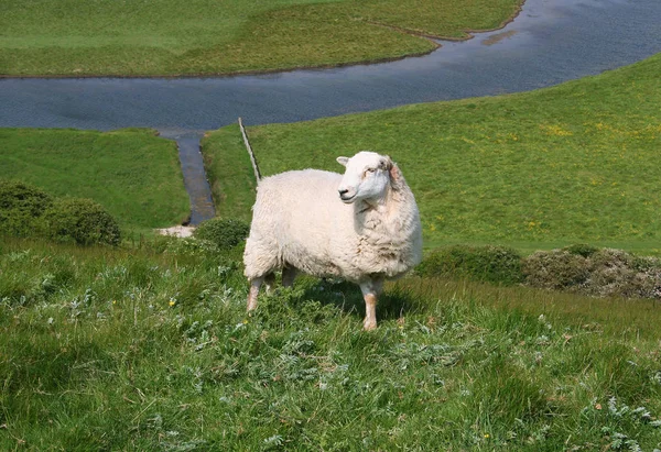 Белая овца на зеленом лугу — стоковое фото