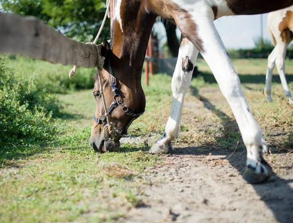 Egy gyönyörű, ápolt ló egy farmon. Tanya. Gazdálkodó. — Stock Fotó