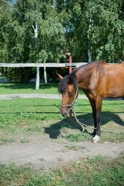 아름답고 잘 가꾸어 진 말 이 농장에 있습니다. 목장. 농부. 카우보이. — 스톡 사진