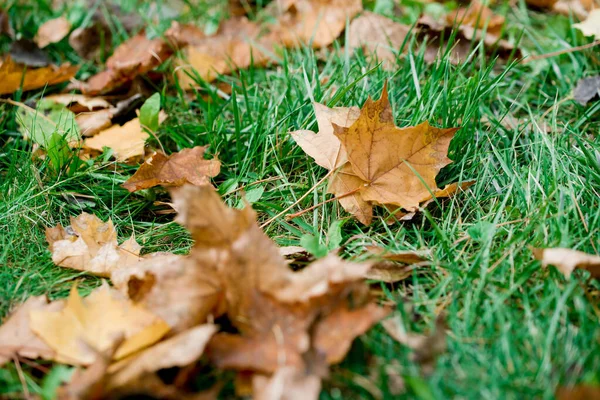 As folhas caem de uma árvore na grama verde . — Fotografia de Stock