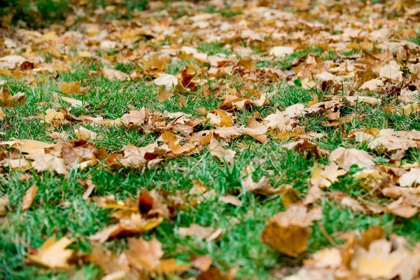 Bladeren vallen van een boom op groen gras. — Stockfoto