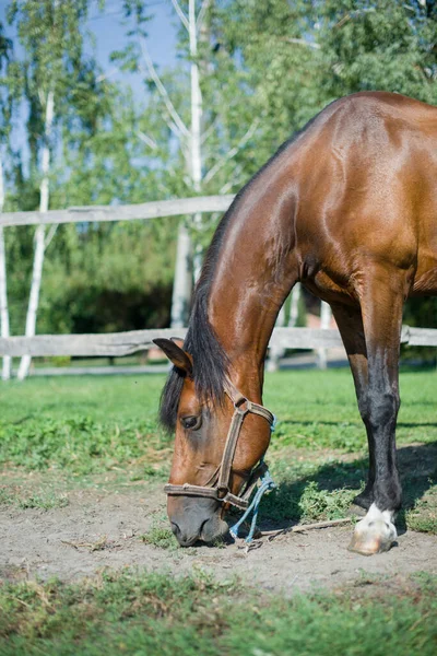 Egy gyönyörű, ápolt ló egy farmon. Tanya. Földműves. Cowboy!. — Stock Fotó