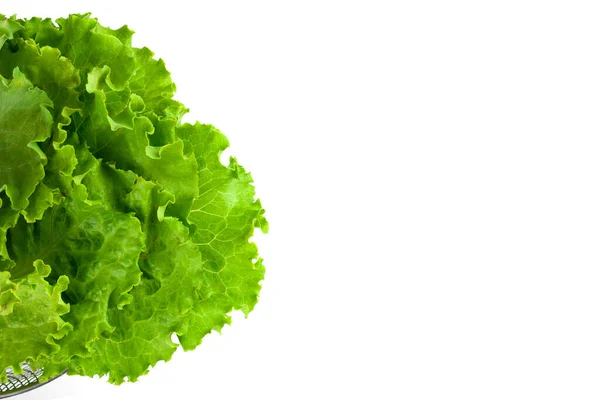 Hoja de lechuga fresca verde aislada sobre un fondo blanco. Plan nutricional —  Fotos de Stock