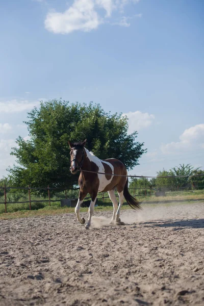 Egy gyönyörű, ápolt ló egy farmon. Tanya. Földműves. Cowboy!. — Stock Fotó