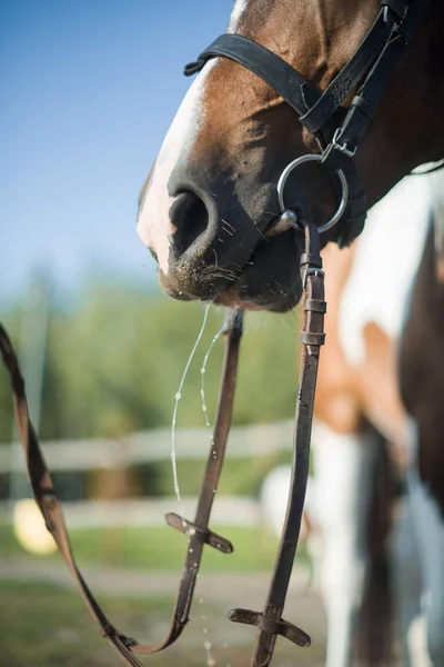 Egy gyönyörű, ápolt ló egy farmon. Tanya. Földműves. Cowboy!. — Stock Fotó