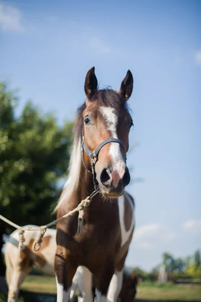 Egy gyönyörű, ápolt ló egy farmon. Tanya. Földműves. Cowboy!. — Stock Fotó