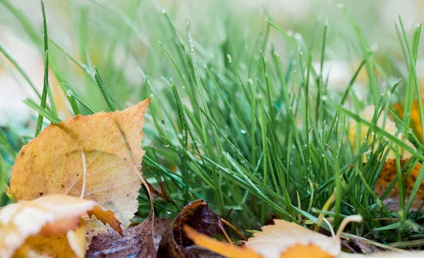 Folha de outono na grama verde, macro closeup. — Fotografia de Stock