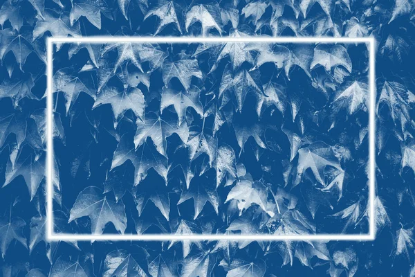 Белая неоновая рамка на красивых ультрафиолетовых листьях дикого винограда голубого цвета — стоковое фото