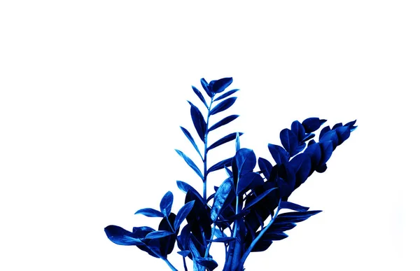 Красивые голубые листья цветов на белом фоне — стоковое фото