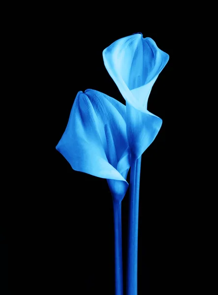 Цветочная калла с красивым неоновым светом на черном фоне. Два красивых цветка с тонировкой синего цвета — стоковое фото