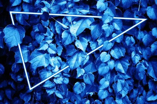 Marco floral botánico para copiar texto pasado sobre fondo blanco con tintado azul — Foto de Stock