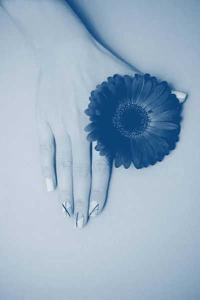 Женщина рука с модным маникюром ногтей держа цветок гербер на синем фоне — стоковое фото