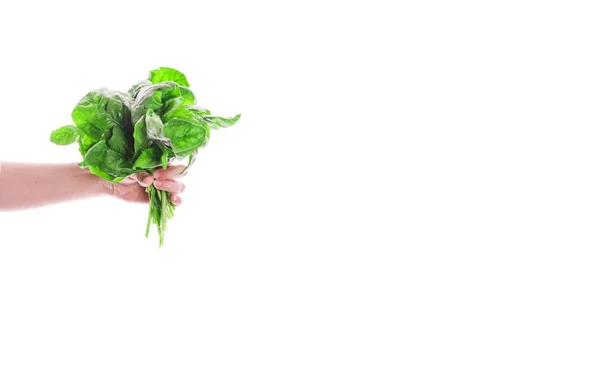 Stelletje spinazie in handen geïsoleerd op een witte achtergrond. Juiste voeding. — Stockfoto