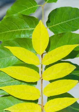 Güzel, parlak sonbahar yaprakları, gölgeli kırmızı-sarı-yeşil.