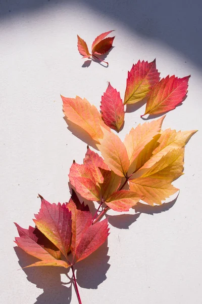 Fondo otoñal de hojas de ramas de sombras en una pared blanca . —  Fotos de Stock