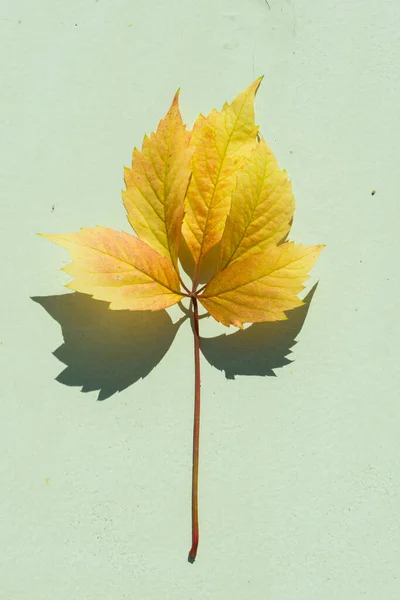 Fondo otoñal de hojas de ramas de sombras en una pared blanca . —  Fotos de Stock