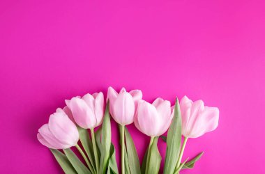 Pembe arka planda yumuşak pembe laleler. Metin için bir yer.