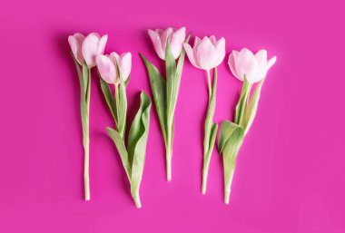 Pembe arka planda yumuşak pembe laleler. Metin için bir yer.