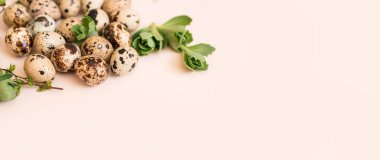 Arka planda yeşil bitki dalları olan bıldırcın yumurtaları. Tatil içeriği, metin için bir yer