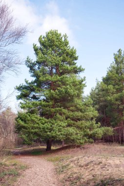 Öğleden sonra ormandaki yüksek, yemyeşil çam ağaçları. Ormanda yürümek, doğa..